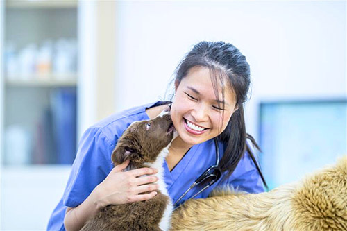 Dog licking female vet on chin
