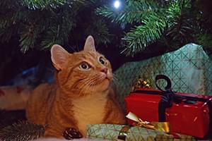 Cat next to christmas tree