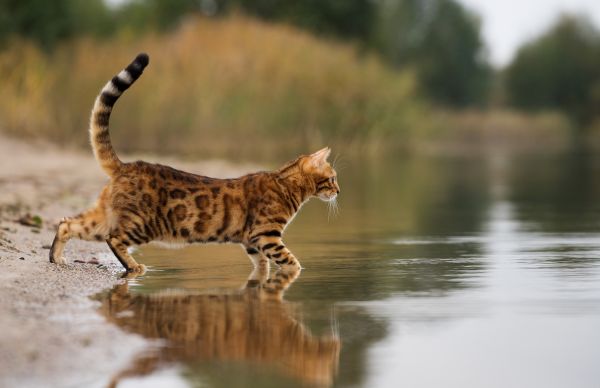 Bengal training and behaviour