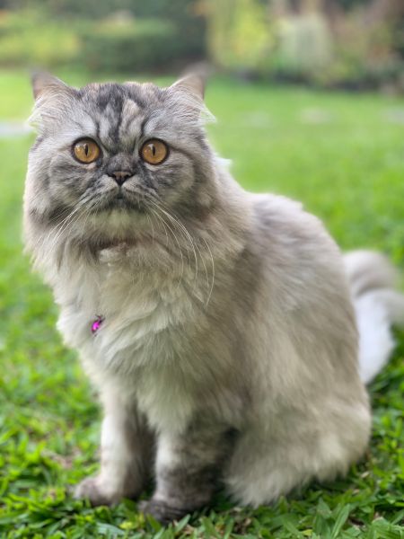 Persian personality and temperament