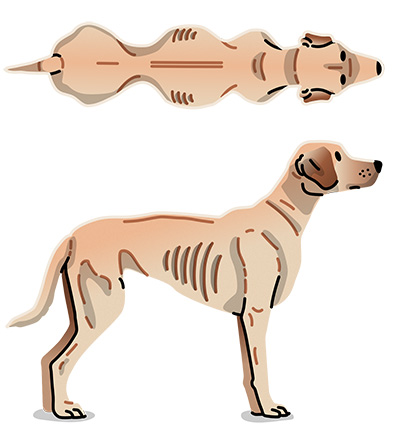 Dog very underweight