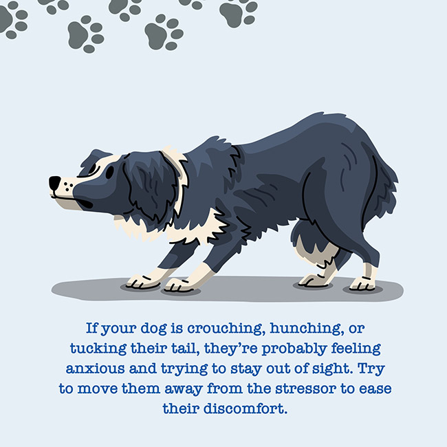 If your dog is crouching, hunching, or tucking their tail, they're probably feeling anxious and trying to stay out of sight. Try to move them away from the stressor to ease their discomfort.