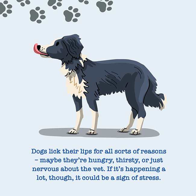 Dogs lick their lips for all sorts of reasons - maybe they're hungry, thirsty, or just nervous about the vet. If it's happening a lot, though, it could be a sign of stress.