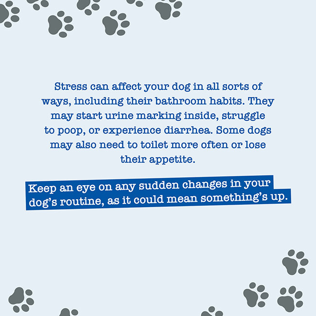 Stress can affect your dog in all sorts of ways, including their bathroom habits. They may start urine marking inside, struggle to poop, or experience diarrhea. Some dogs may also need to toilet more often or lose their appetite.