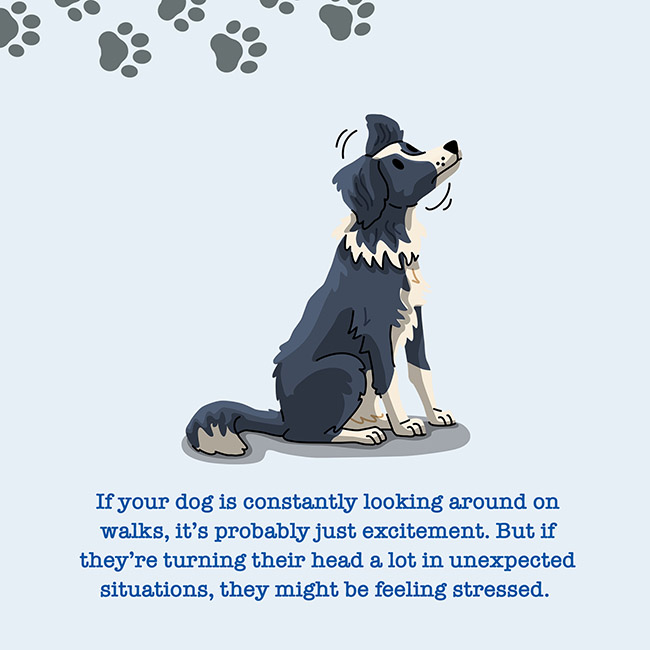 If your dog is constantly looking around on walks, it's probably just excitement. But if they're turning their head a lot in unexpected situations, they might be feeling stressed.
