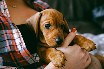person in a checkered shirt holding a puppy.