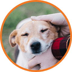 A small dog with closed eyes enjoys being petted by a person wearing a plaid shirt.