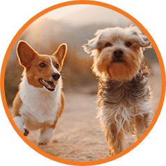 two dogs running within a circular orange outline.