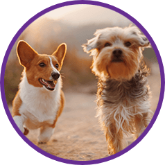 two dogs running within a circular purple outline.