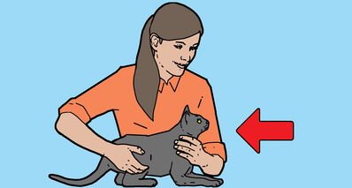 What can I do if my cat has collapsed image